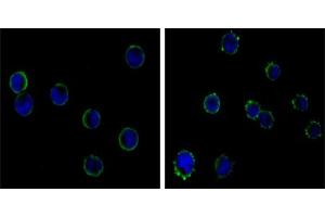 Immunofluorescence analysis of HL-60(left) and K562 (right) cells using CD19 mouse mAb (green). (CD19 anticorps)