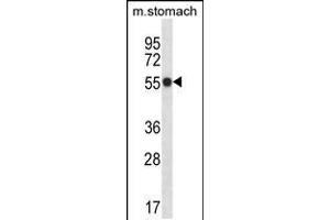 Western blot analysis in mouse stomach tissue lysates (35ug/lane).