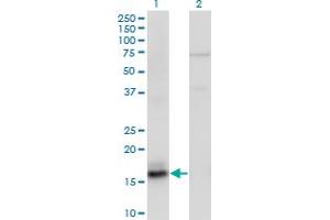 Western Blot analysis of AGR2 expression in transfected 293T cell line by AGR2 monoclonal antibody (M05), clone 1C9. (AGR2 anticorps  (AA 1-175))