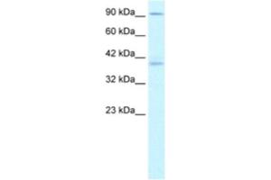 Western Blotting (WB) image for anti-Kinesin Family Member C2 (KIFC2) antibody (ABIN2460844) (KIFC2 anticorps)