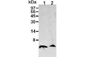 Western Blotting (WB) image for anti-Amyloid beta (Abeta) (AA 1-16), (N-Term) antibody (ABIN1105360) (beta Amyloid anticorps  (N-Term))