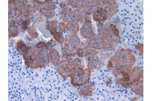 DAB staining on IHC-P; Samples: Rat Adrenal gland Tissue (SHBG anticorps  (AA 44-222))