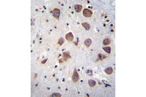 PDE1B Antibody immunohistochemistry analysis in formalin fixed and paraffin embedded human brain tissue followed by peroxidase conjugation of the secondary antibody and DAB staining. (PDE1B anticorps  (C-Term))