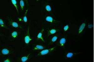 IF analysis of CRM1 using anti-CRM1 antibody (ABIN4886771). (XPO1 anticorps  (AA 966-1071))