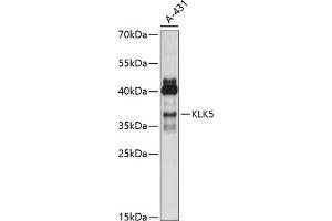 Western blot analysis of extracts of A-431 cells, using KLK5 antibody (ABIN7268064) at 1:1000 dilution. (Kallikrein 5 anticorps  (C-Term))