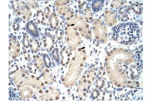 ANP32A antibody was used for immunohistochemistry at a concentration of 4-8 ug/ml to stain Epithelial cells of renal tubule (arrows) in Human Kidney. (PHAP1 anticorps)