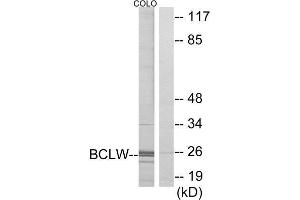 Western Blotting (WB) image for anti-BCL2-Like 2 (BCL2L2) (C-Term) antibody (ABIN1850414)