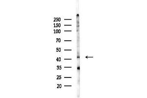 Western blot analysis of lysates from PC12 cells(LPS, 4h treatment), using NDE1 Antibody at 1/1000 dilution. (NDE1 anticorps  (N-Term))