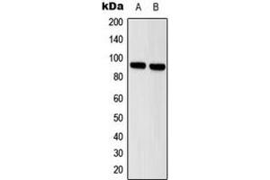 Western blot analysis of STAT5 expression in HeLa (A), A431 (B) whole cell lysates.