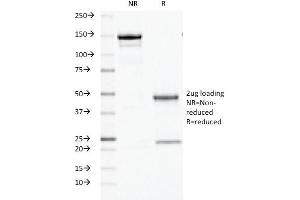 SDS-PAGE Analysis Purified ODC1 Mouse Monoclonal Antibody (ODC1/486).