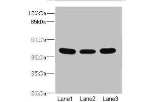 Western blot All lanes: CD1C antibody at 3. (CD1c anticorps  (AA 18-300))