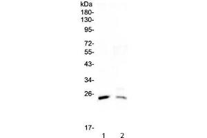 Western blot testing of 1) rat testis and 2) mouse testis lysate with StAR antibody at 0. (STAR anticorps)