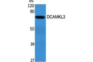 Western Blotting (WB) image for anti-Doublecortin-Like Kinase 3 (DCLK3) (Internal Region) antibody (ABIN3184261)