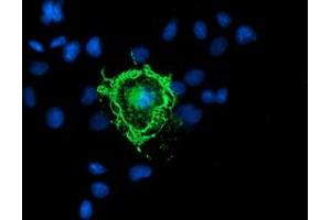 Anti-PDE1B mouse monoclonal antibody (ABIN2454884) immunofluorescent staining of COS7 cells transiently transfected by pCMV6-ENTRY PDE1B (RC206588). (PDE1B anticorps)