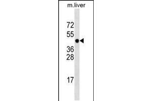 Western blot analysis in mouse liver tissue lysates (35ug/lane). (PCMTD1 anticorps  (N-Term))