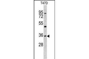 Western blot analysis of KLF6 antibody (N-term) (ABIN390516 and ABIN2840869) in T47D cell line lysates (35 μg/lane). (KLF6 anticorps  (N-Term))