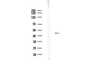anti-NDRG Family Member 3 (NDRG3) (Internal Region) antibody