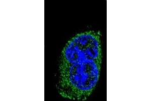 Immunofluorescence (IF) image for anti-Thyroid Stimulating Hormone, beta (TSHB) antibody (ABIN3003835) (TSHB anticorps)