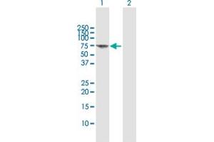 Western Blot analysis of FANCG expression in transfected 293T cell line by FANCG MaxPab polyclonal antibody. (FANCG anticorps  (AA 1-622))