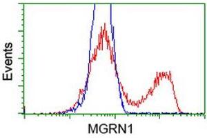 HEK293T cells transfected with either RC208284 overexpress plasmid (Red) or empty vector control plasmid (Blue) were immunostained by anti-MGRN1 antibody (ABIN2454427), and then analyzed by flow cytometry. (Mahogunin RING Finger Protein 1 anticorps)