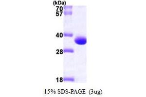 SDS-PAGE (SDS) image for Phenazine Biosynthesis-Like Protein Domain Containing 1 (PBLD1) (AA 1-288) protein (His tag) (ABIN667271) (PBLD1 Protein (AA 1-288) (His tag))