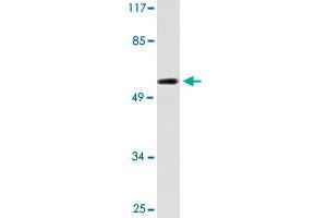 Western blot analysis of 293 cell lysate with CYP2C19 polyclonal antibody . (CYP2C19 anticorps)