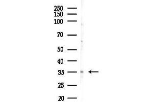Western blot analysis of lysates from HepG2 cells(starvation,24h treatment), using OR10P1 Antibody at 1/1000 dilution.