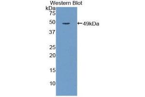 Western Blotting (WB) image for anti-Galactose 3-O-Sulfotransferase 1 (GAL3ST1) (AA 57-196) antibody (ABIN1858951) (GAL3ST1 anticorps  (AA 57-196))