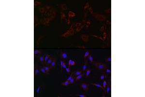 Immunofluorescence analysis of A-549 cells using [KO Validated] HK1 Rabbit pAb (ABIN3021308, ABIN3021309, ABIN3021310 and ABIN6214823) at dilution of 1:50 (40x lens).