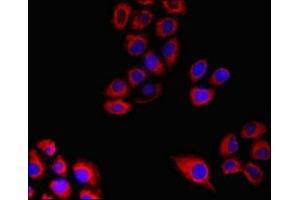 Immunofluorescent analysis of A549 cells using ABIN7160758 at dilution of 1:100 and Cy3-congugated Goat Anti-Rabbit IgG (FPR3 anticorps  (AA 307-353))