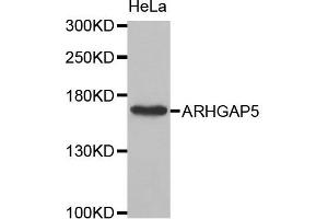 Western Blotting (WB) image for anti-rho GTPase Activating Protein 5 (ARHGAP5) antibody (ABIN1871080) (ARHGAP5 anticorps)