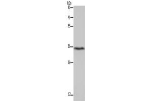 Western Blotting (WB) image for anti-Dimethylarginine Dimethylaminohydrolase 1 (DDAH1) antibody (ABIN2434191) (DDAH1 anticorps)