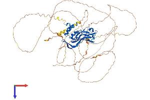 AlphaFold protein structure predicition of Human Recombinant TBX2 Protein, UniprotID Q13207