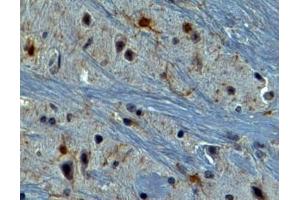 ABIN184738 (2µg/ml) staining of paraffin embedded Mouse Brain.
