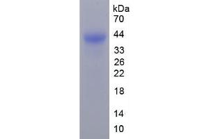SDS-PAGE of Protein Standard from the Kit (Highly purified E.