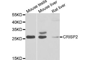Western blot analysis of extracts of various cell lines, using CRISP2 antibody. (CRISP2 anticorps)