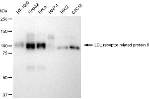 Western blotting analysis using LDL receptor related protein 8 antibody (ABIN7799283).