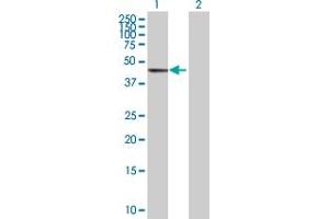 Western Blot analysis of GTF2H4 expression in transfected 293T cell line by GTF2H4 MaxPab polyclonal antibody.