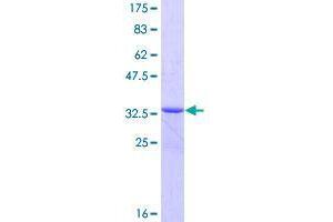 Image no. 1 for Caspase Recruitment Domain-Containing Protein 18 (ICEBERG) (CARD18) (AA 1-90) protein (GST tag) (ABIN1348051)