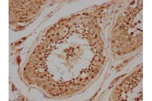 IHC image of ABIN7146598 diluted at 1:200 and staining in paraffin-embedded human testis tissue performed on a Leica BondTM system. (PRKACA anticorps  (Catalytic Subunit alpha))