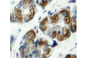 Used in DAB staining on fromalin fixed paraffin-embedded Stomach tissue (TLR7 anticorps  (AA 887-1036))