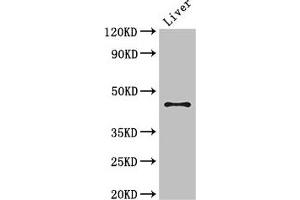 Western Blot Positive WB detected in: Mouse liver tissue All lanes: RHD antibody at 3 μg/mL Secondary Goat polyclonal to rabbit IgG at 1/50000 dilution Predicted band size: 46, 35, 54, 44, 42 kDa Observed band size: 46 kDa (RHD anticorps  (AA 32-76))