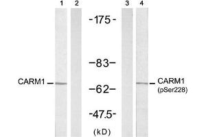 Western blot analysis of extracts from A431 cells untreated or treated with EGF (200 ng/mL, 5 min), using CARM1 (Ab-228) antibody (Line 1 and 2) and CARM1 (Phospho-Ser228) antibody (Line 3 and 4). (CARM1 anticorps  (pSer228))