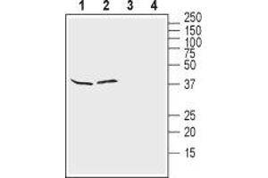 Western blot analysis of rat brain lysates (lanes 1 and 3) and mouse brain lysates (lanes 2 and 4): - 1, 2.