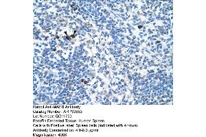 Human Spleen (MAFB anticorps  (N-Term))