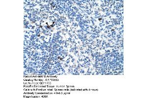 Human Spleen (MAFB anticorps  (N-Term))