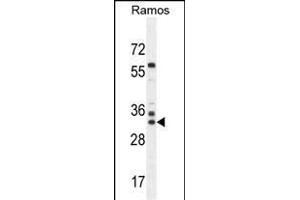 FA Antibody (N-term) (ABIN655330 and ABIN2844898) western blot analysis in Ramos cell line lysates (35 μg/lane). (FAM133A anticorps  (N-Term))