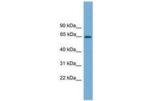 Image no. 1 for anti-Tripartite Motif Containing 25 (TRIM25) (AA 359-408) antibody (ABIN6745234) (TRIM25 anticorps  (AA 359-408))