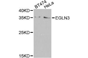 Western blot analysis of extracts of various cell lines, using EGLN3 antibody (ABIN5974477) at 1/1000 dilution. (EGLN3 anticorps)