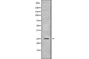Western blot analysis of PSMD9 using HepG2 whole cell lysates